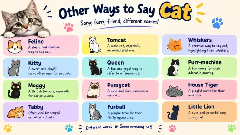 Other Ways to Say Cat